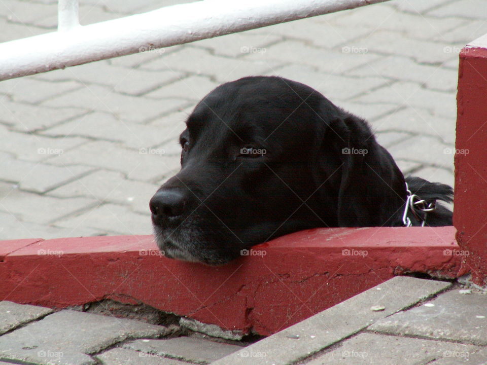 big dog. Labrador.