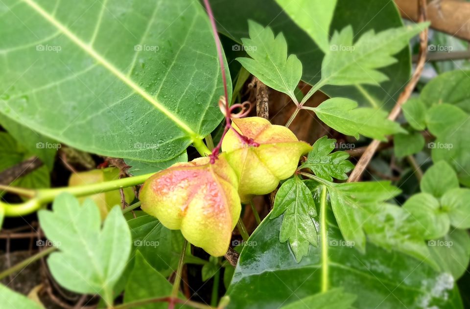 google please identify