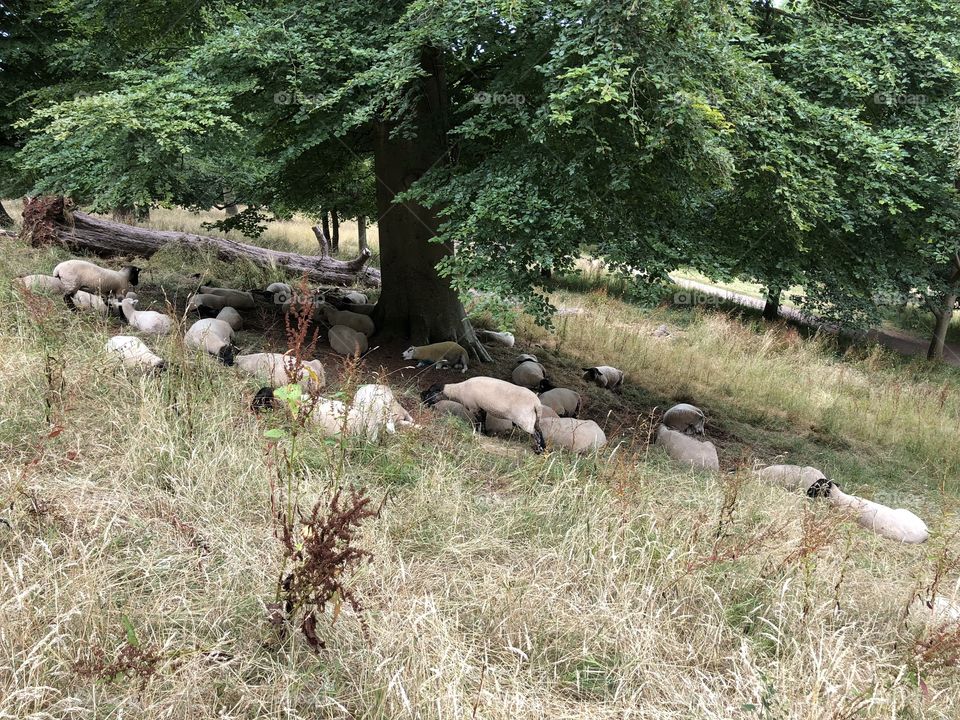 Sleeping sheep here the heatwave to much for these farm animals.