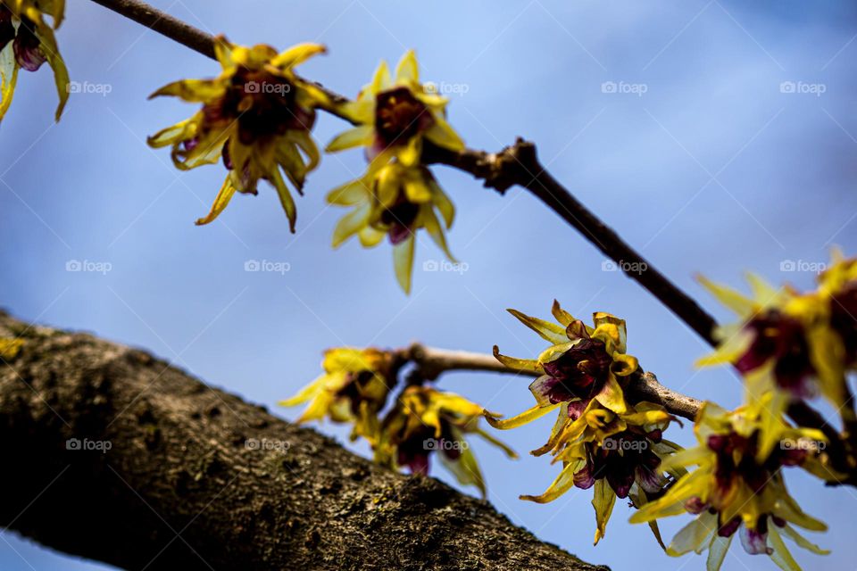 beautiful flower blooming in a tree this spring