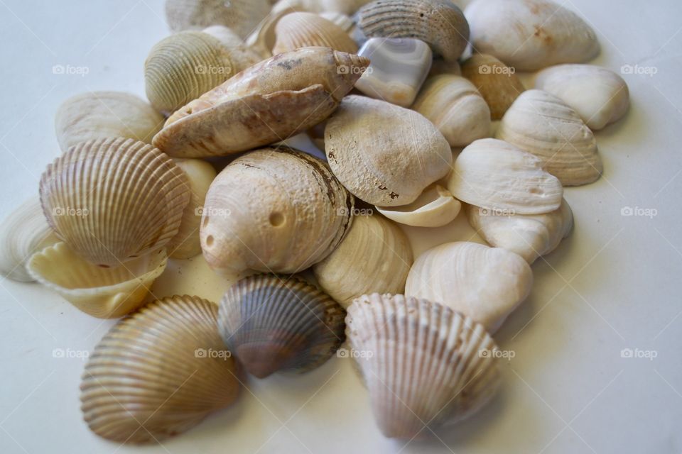 Seashells 