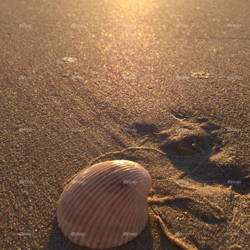 Shell on the beach at sunrise 