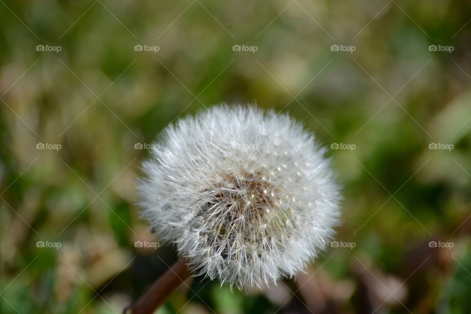 Close-up of a dandelion