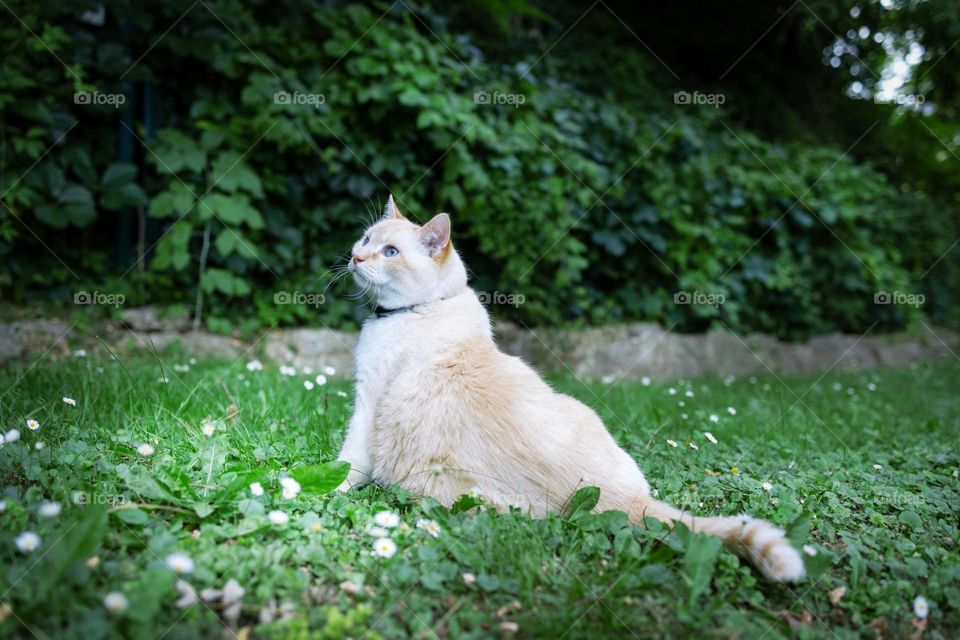 Big ginger cat with blue eyes on a walk in summer