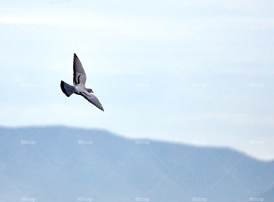 Bird flight photography - morning sky