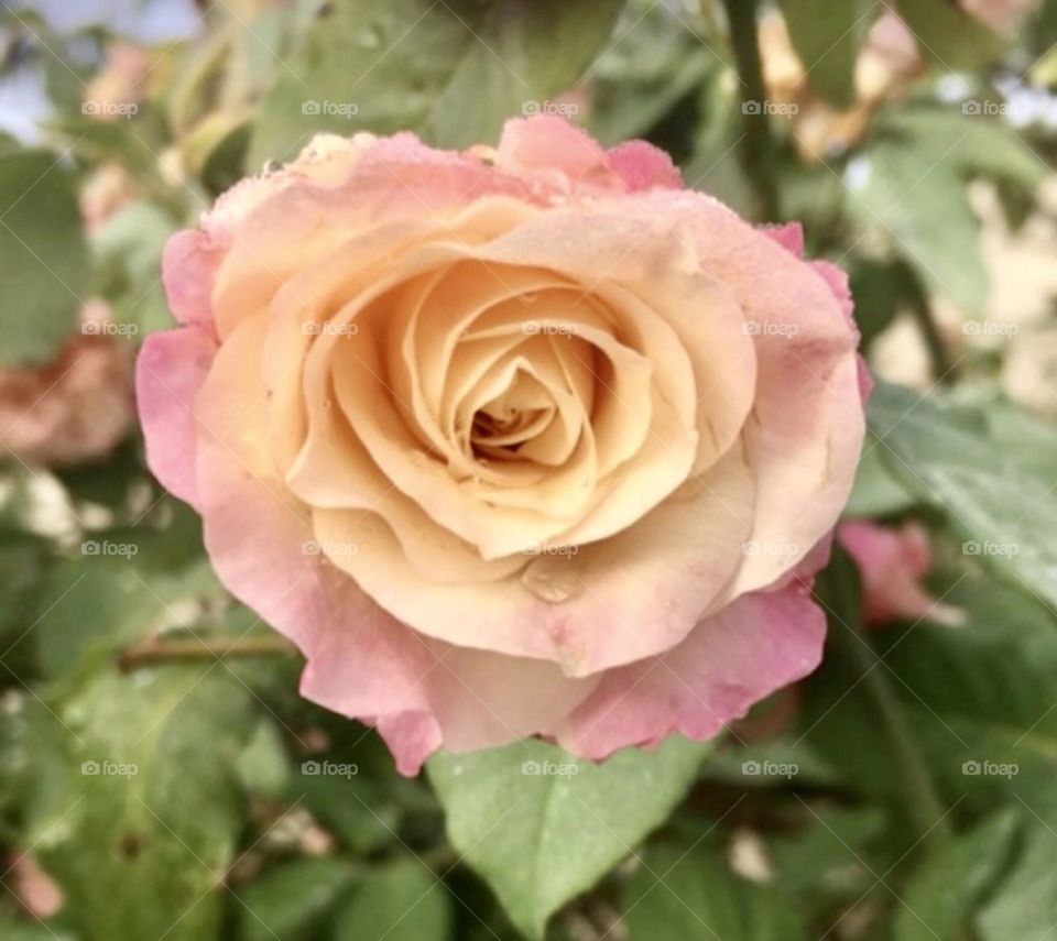 🌹 🇺🇸 Very beautiful flowers to brighten our day.  Live nature and its beauty. Did you like the delicate petals? / 🇧🇷 Flores muito bonitas para alegrar nosso dia. Viva a natureza e sua beleza. Gostaram das pétalas delicadas? 