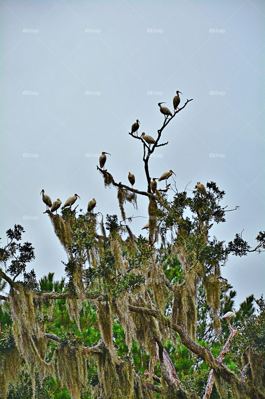 A birds perching on trees