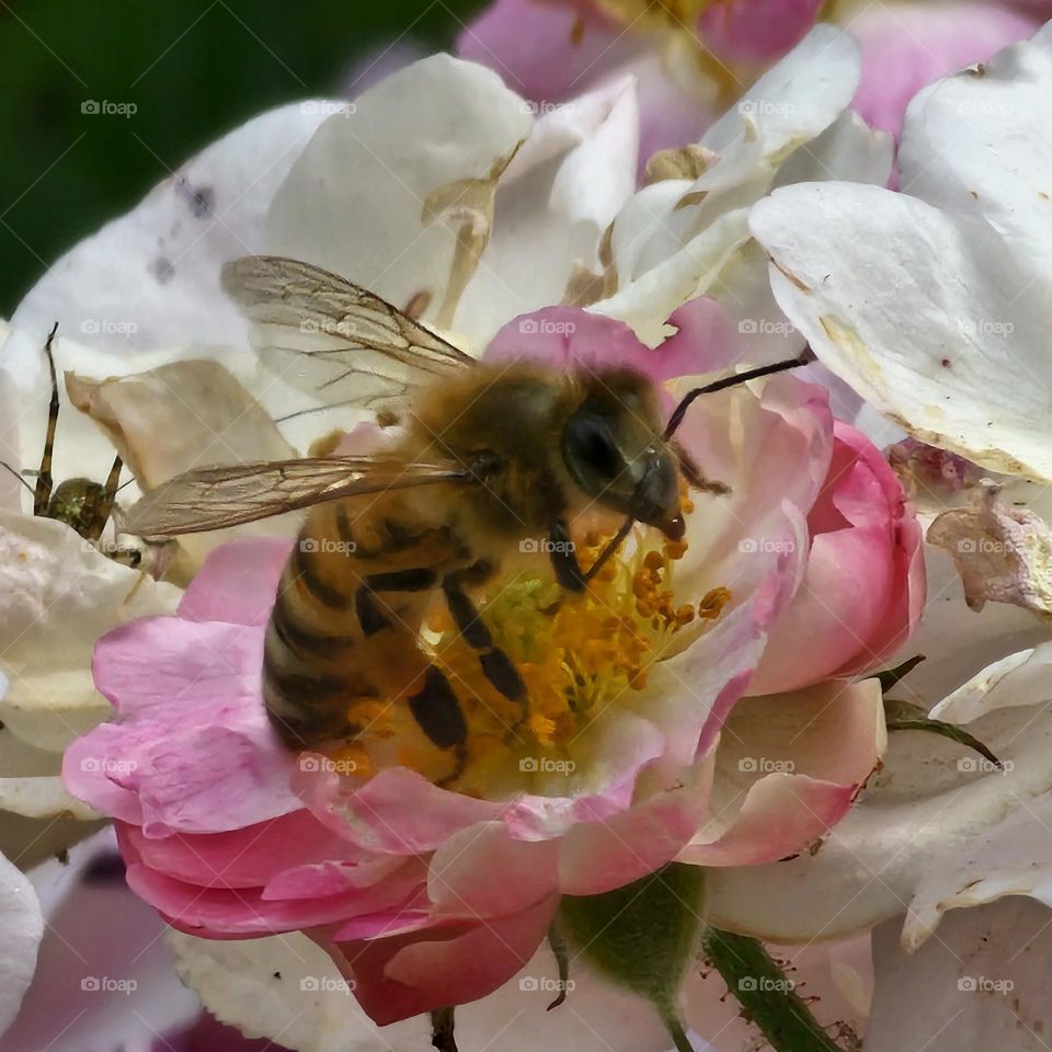 Moment of flight, thrill of the flower