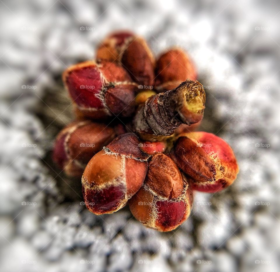 Macro shot of a seed in the snow—taken in Dyer, Indiana 