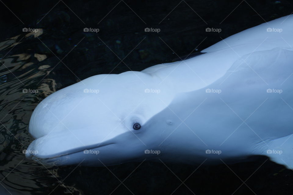 Beluga. Beluga whale at the aquarium
No editing