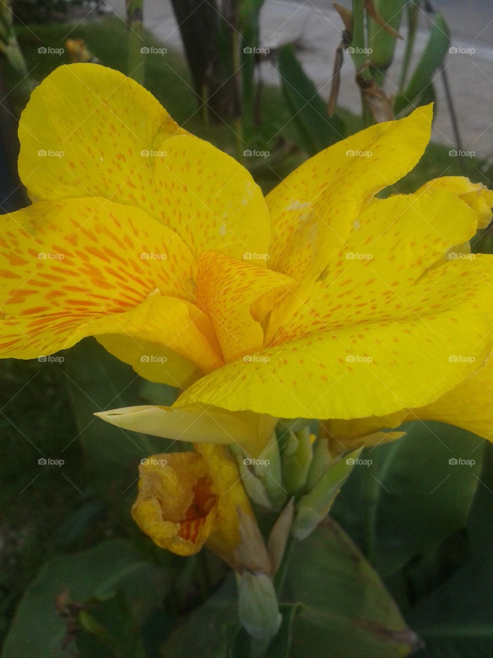 dragon yellow flower