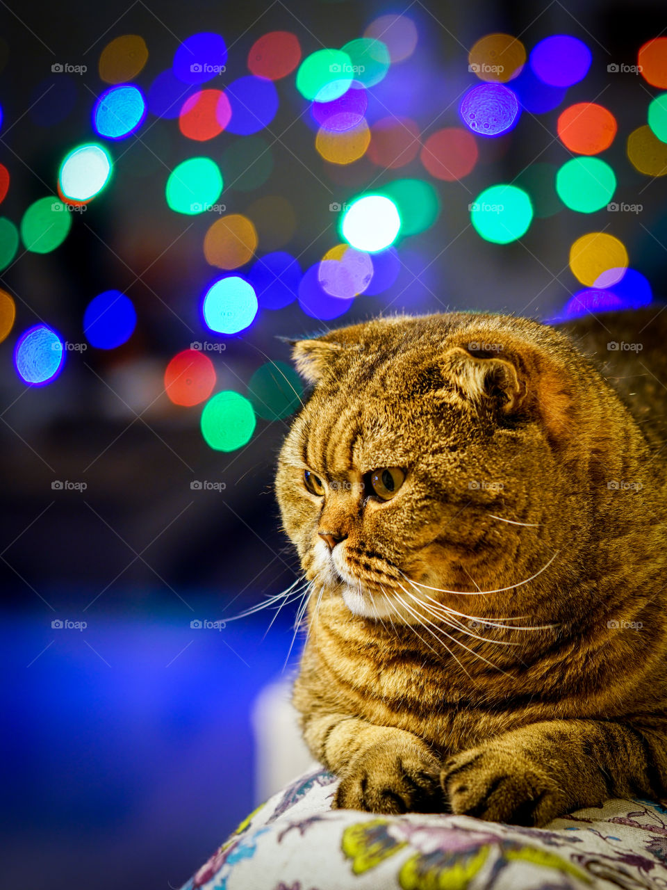 beautiful brown stripped scottish fold cat against a colorful blurred background