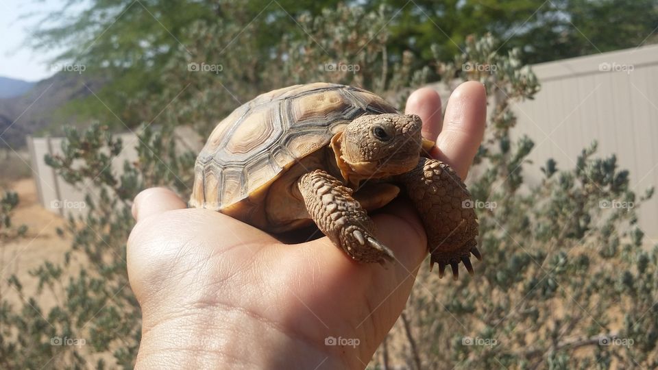 Baby Desert Tortoise