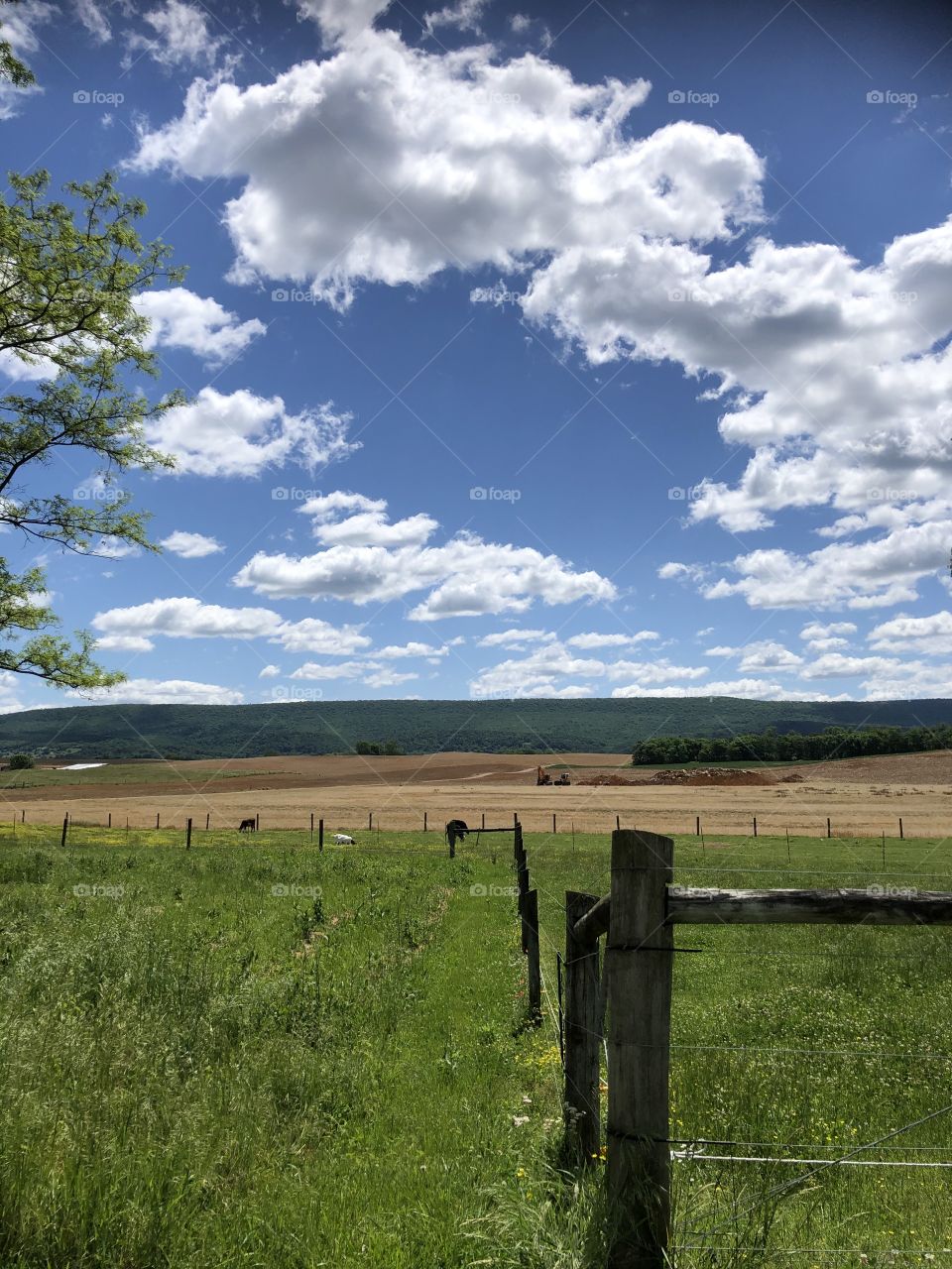 Cattle farm rural Maryland beautiful sky spring day 