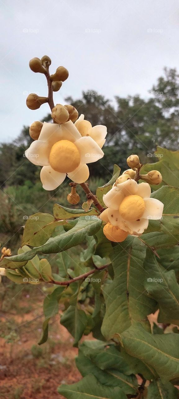 flor do Jalapão