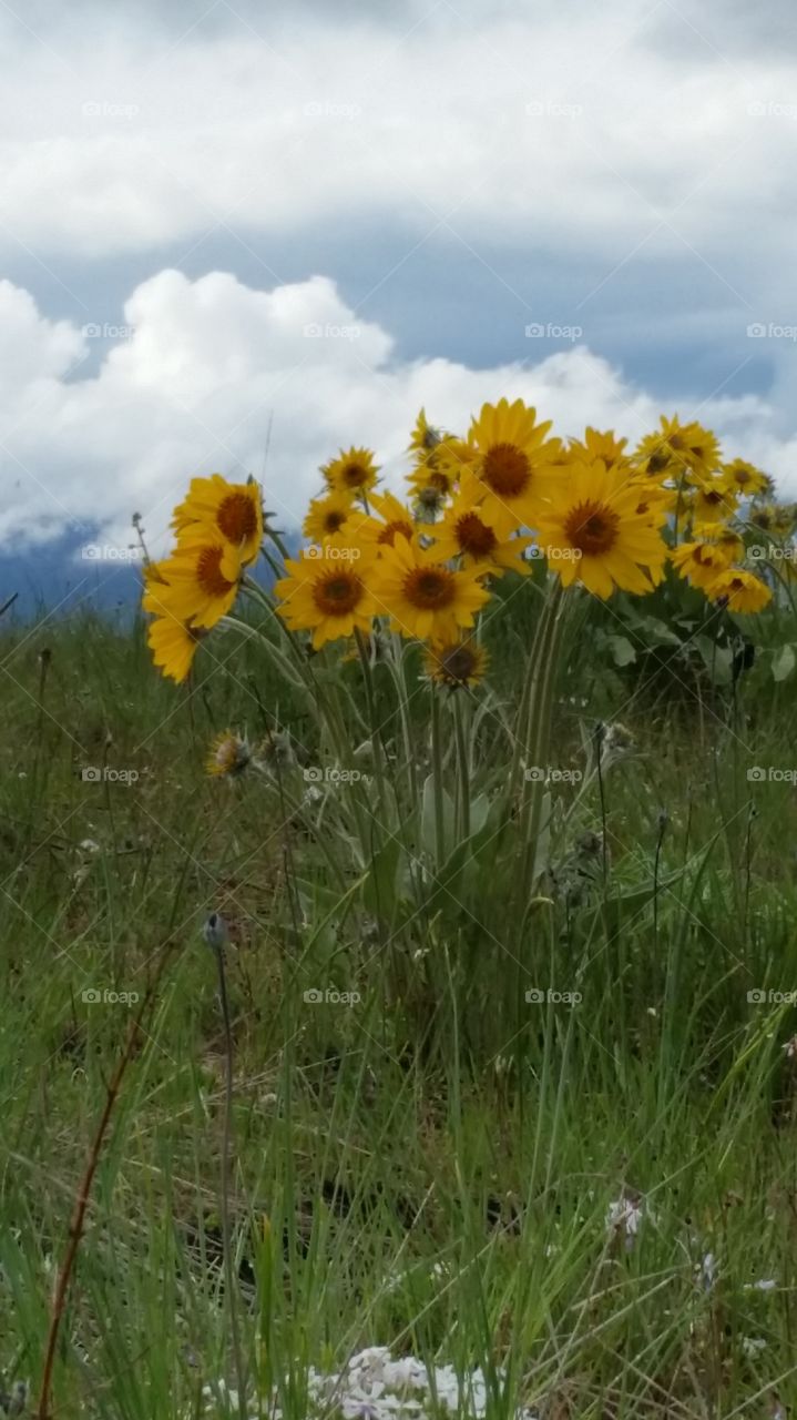 sunflower clouds