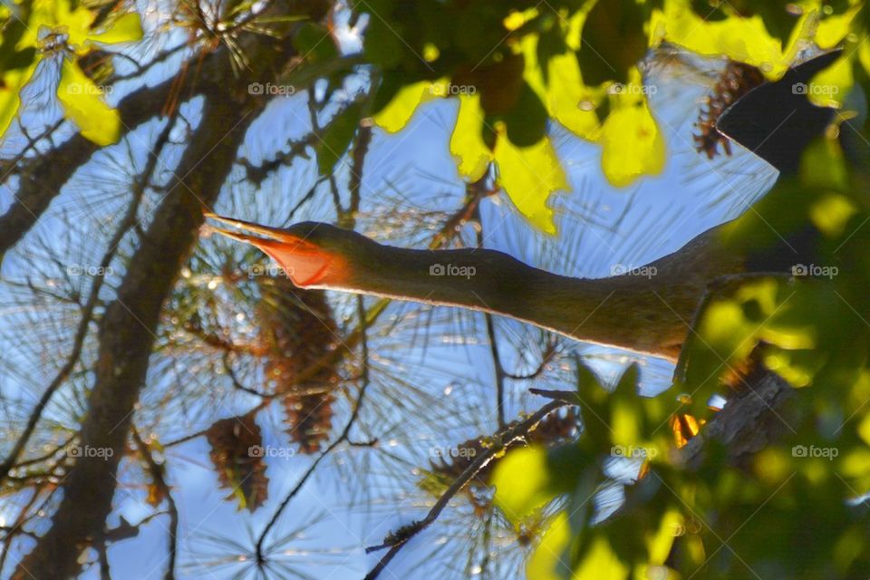 Bird in a tree