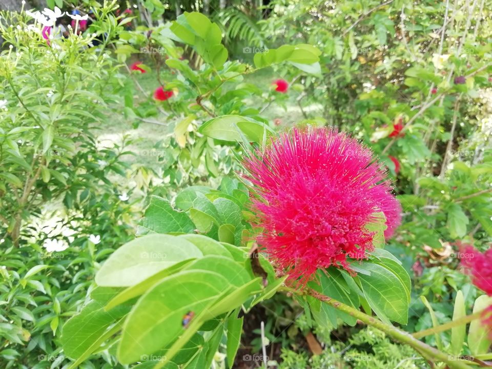 Go crazy with flowers # botanical Garden