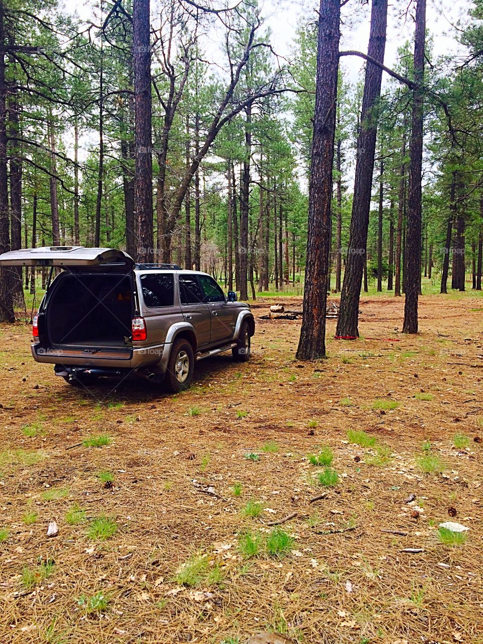 4Runner in the Forest