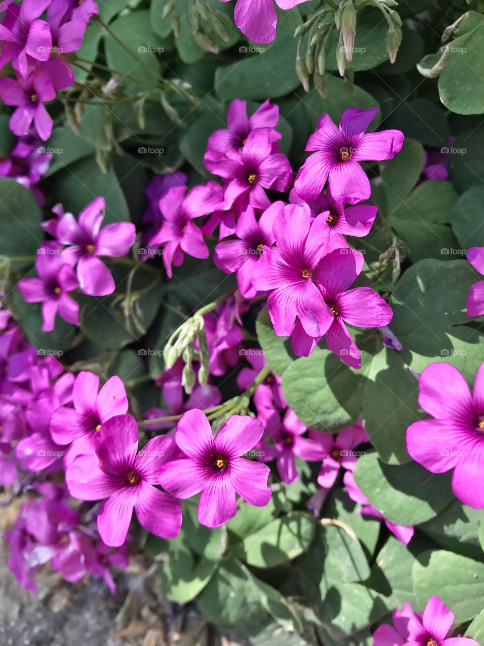 Pink flowers.