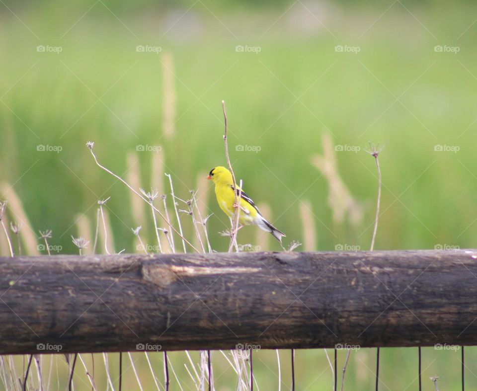 preparing to take off