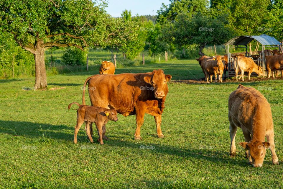 cows on the pasture