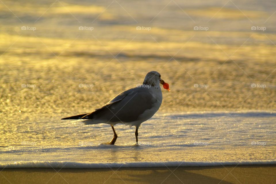 Seagull eating red sea grass fruit on the beach 