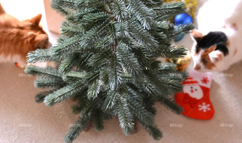 Christmas, Winter, Celebration, Tree, Decoration