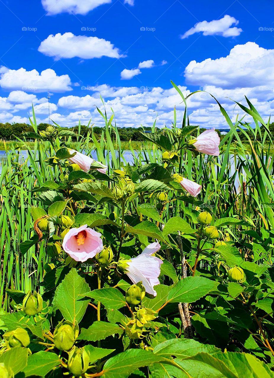 Summer flowers 🌺