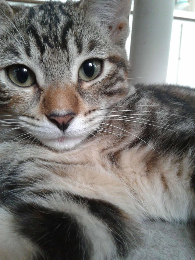 gato olhar