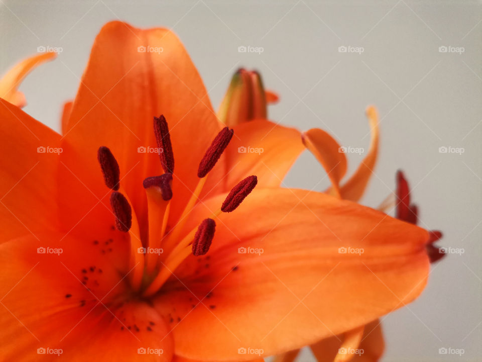 Close Up of an Orange Lily with an Orange Stamens

Natural Wallpapers or Background
