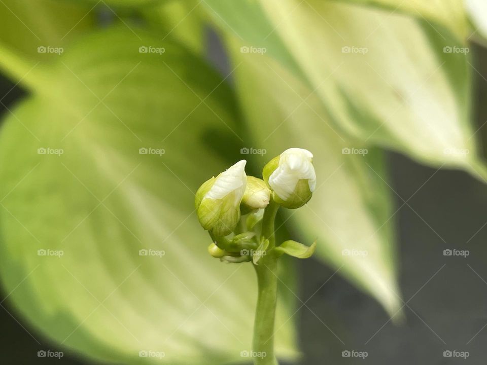 Elvis update … no sun yesterday but he has managed to unravel his buds a tiny bit more looking at him this morning … the leaves in the background are from my Hosta as the flower stalk has grown tall and out of range from my phone 😂