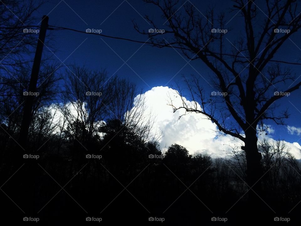 Tree, Dawn, Landscape, No Person, Backlit