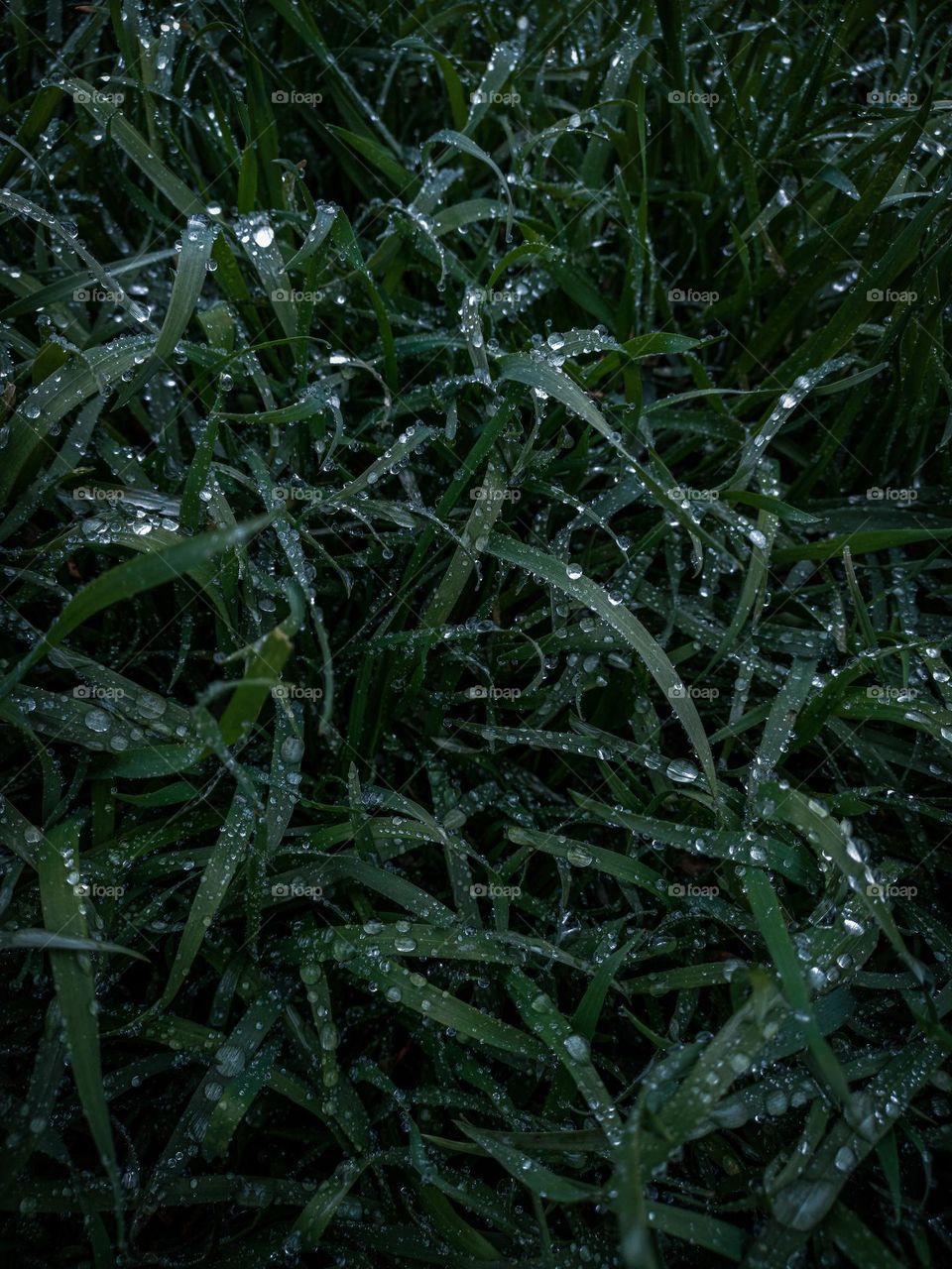 Green grass with water drops after the rain