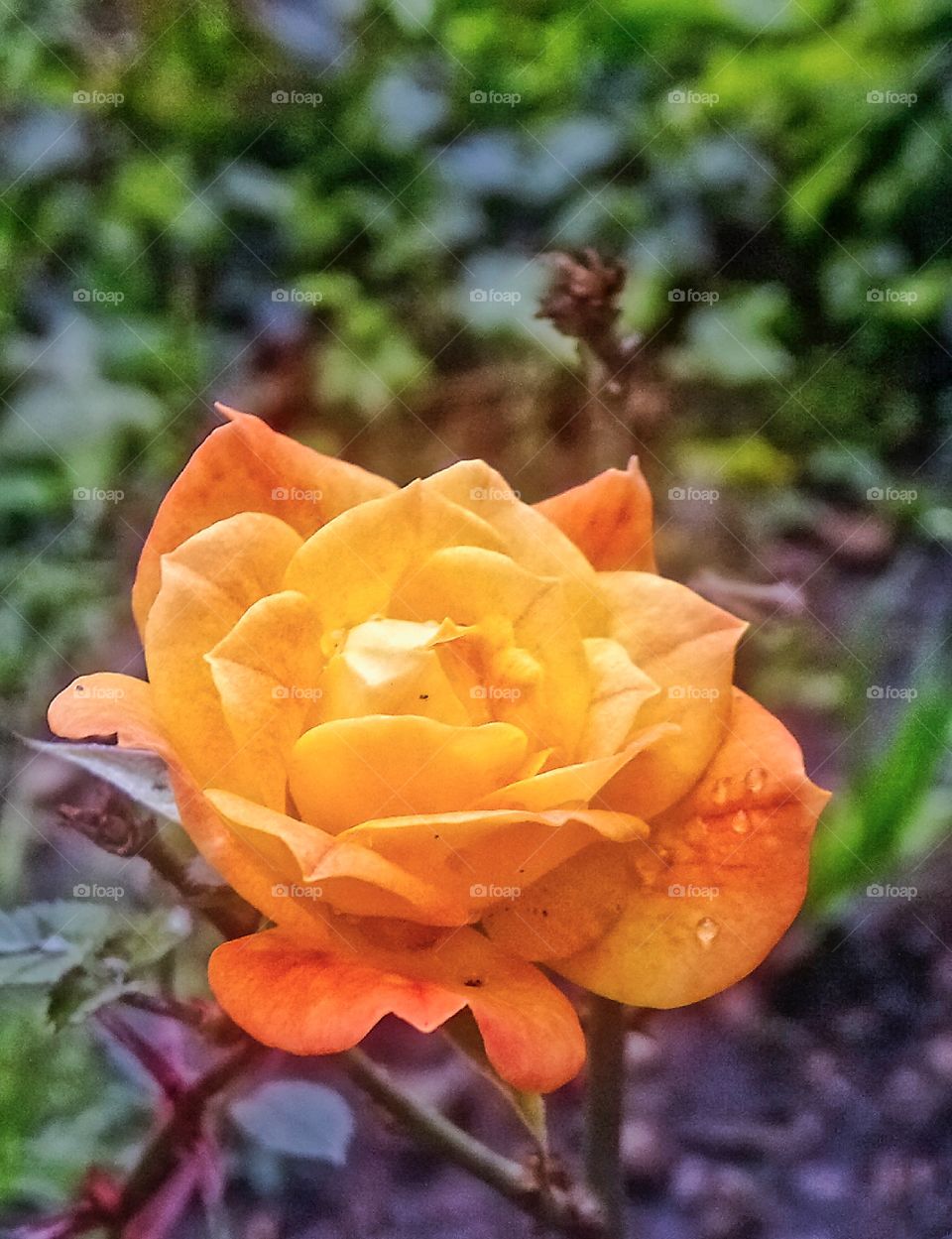 Colorful rose 