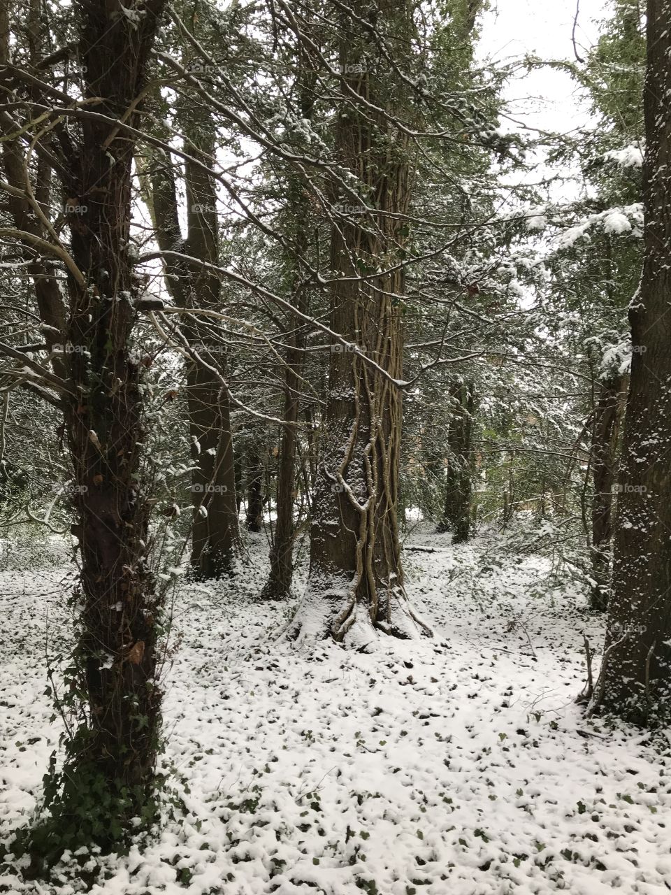 Beautiful snowy day by the woods