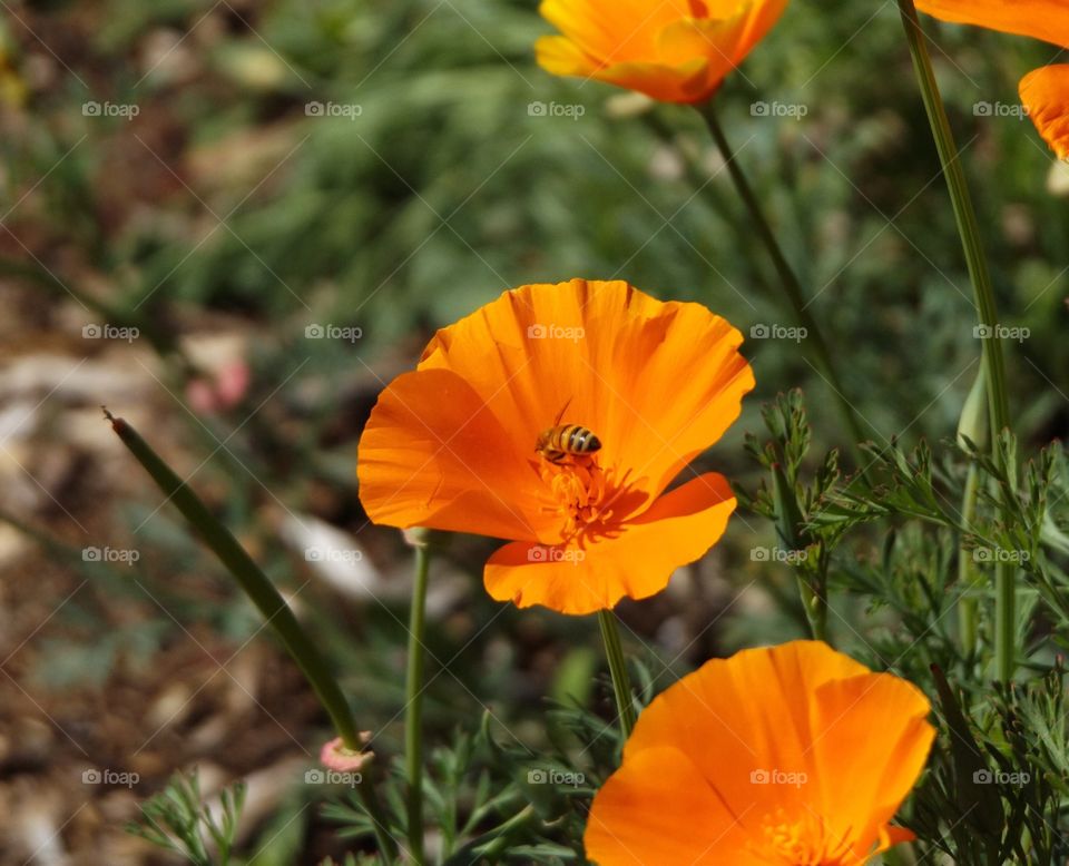 Bee pollinating on poppy flower