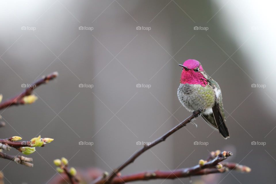 Red trotted hummingbird perched on a branch of tree 