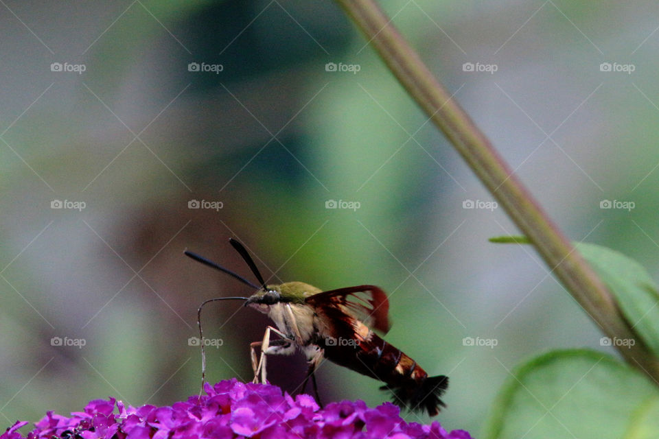 Hummingbird Moth