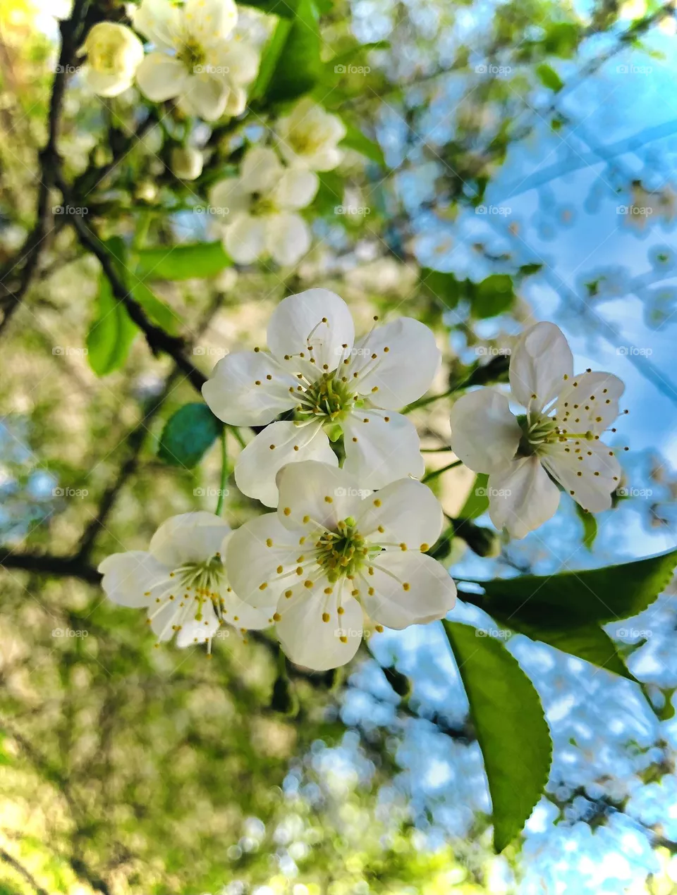 Вишня цветёт. Весна
