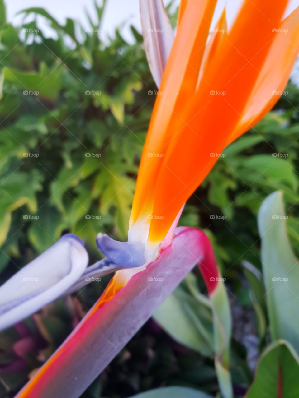 Bird of paradise