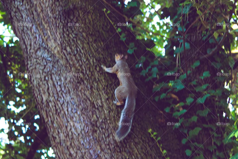 Squirrel running up the tree 