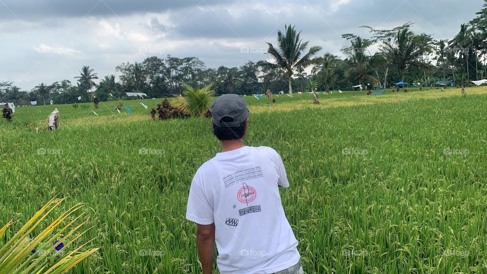 Take a walk while taking photos in the rice fields