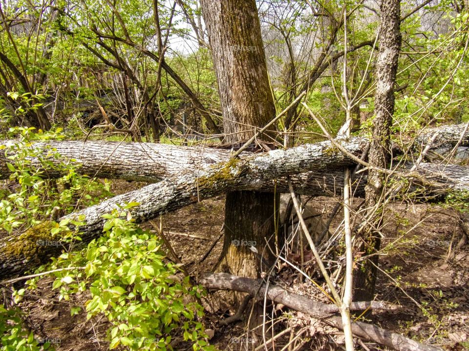 Fallen trees