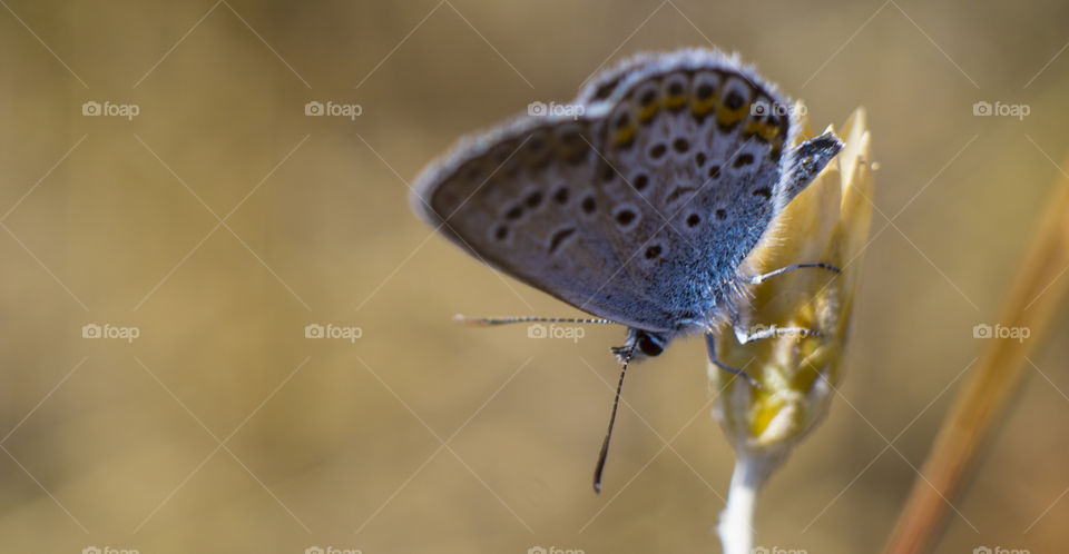 Butterfly pigeon