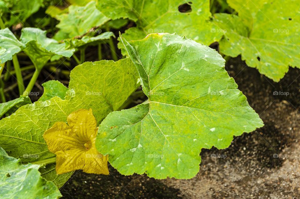 Kalabasa Pumpkin Leaf And Blossom