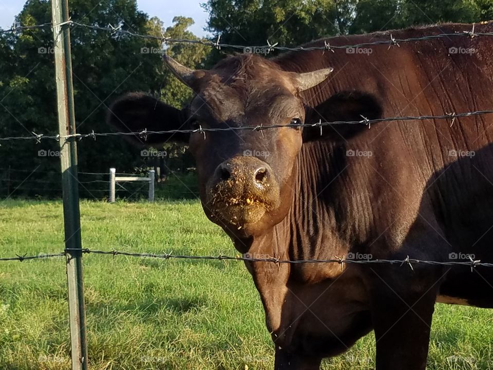 bull in southern kentucky