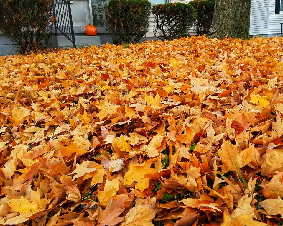 So many falling leaves