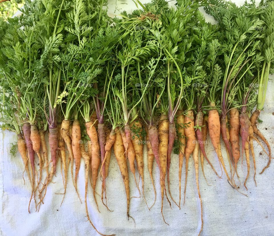 Spring carrot harvest. Orange, yellow, purple and white carrots