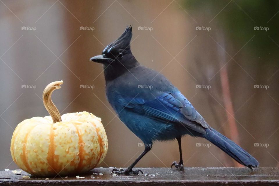 An energetic Stellars Jay takes a nibble of pumpkin during an Autumn rain in Washington State